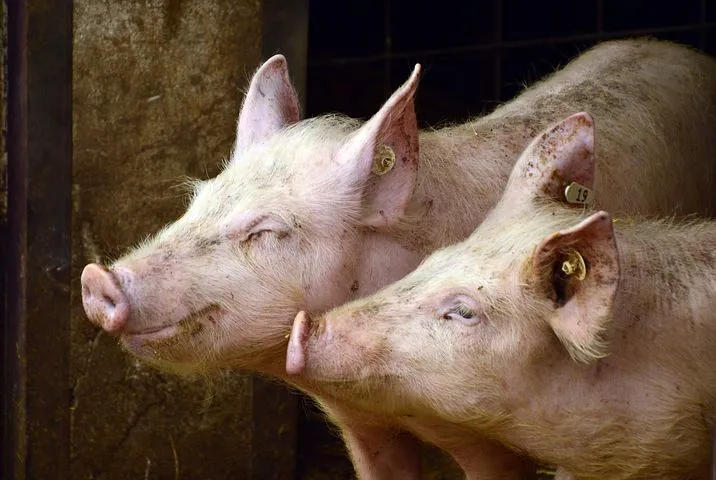 Поголовье свиней в Орловской области достигло исторического максимума  