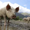 Производство свинины в Орловской области продолжает расти