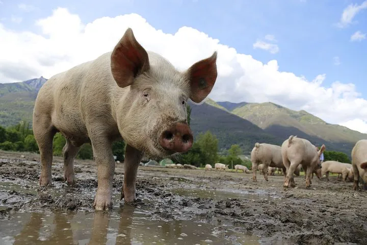 Производство свинины в Орловской области продолжает расти