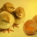 Орловские куры продолжают все меньше нести яиц