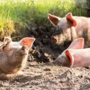 В 2021 году поголовье свиней в Орловской области выросло на 36,6%