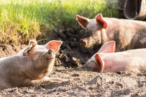 В 2021 году поголовье свиней в Орловской области выросло на 36,6%  