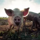 После вспышки АЧС в Орловской области ликвидировано 3000 свиней